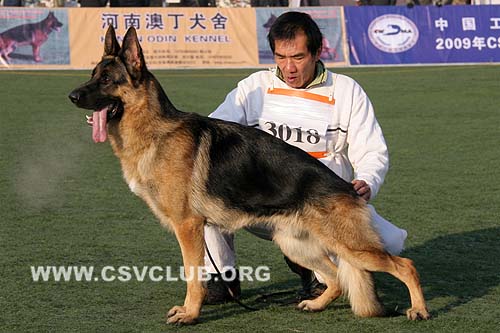 SG3 3018 欧雷克 Olek vom Stahlshüttenhof CSZ8002182 犬主：葛彦发