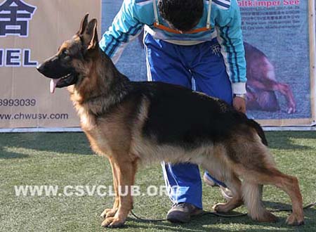 SG4 3048 赞特 Zante von JinRuiCheng CSZ72589 犬主：邵泽民