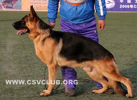 SG5 3080 伽佳 Gaja von JiShou CSZ87675 犬主：刘志强(冀收)