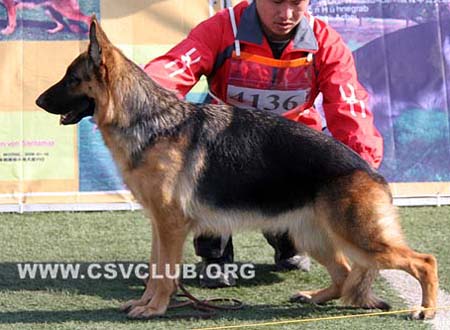 SG3 4136 佳妮 Jani von XinYiDa CSZ82857 犬主：郑毅洁
