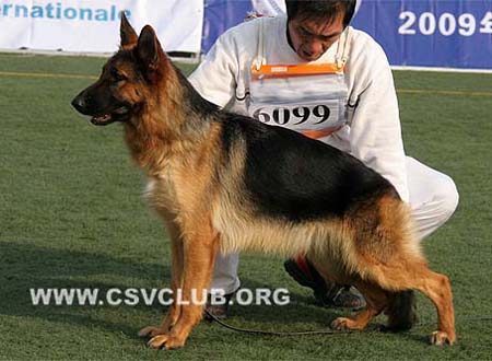 SG5 6099 多瑞丽丝 Dorlise von JingXin CSZ88719 犬主：段三小