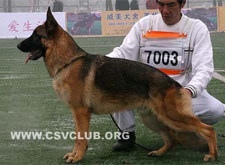 VV1 7003 伊格力 Eagle von DeQin CSZ98551 犬主：葛彦发