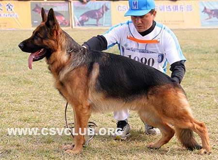 V1 1090 杜克斯 Dux de Intercanina，公，2007-04-21，R-A0539，CSZ8002203，犬主：赵振平