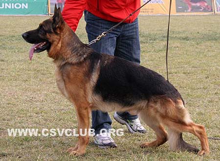 V2 1092 万诺斯 Vanos van Noort，公，2006-11-04，D-D1662，CSZ8002196，犬主：朱道虎