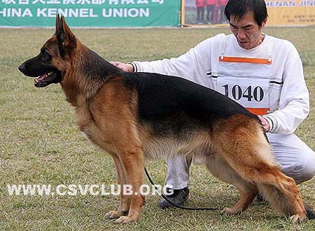 V3 1040 皮罗 Pirlo von der Jahnh?he，公，2007-05-24，R-E7636，CSZ8002137，犬主：徐裕书