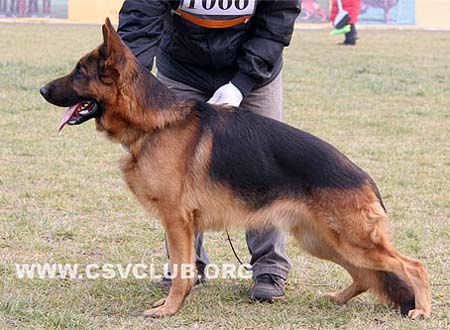 V4 1066 艾斯 Eis von XingPing，公，2007-04-25，CSF7982，CSZ55960，犬主：杨卫卫