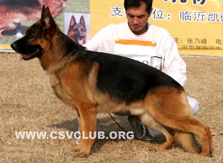 V5 1044 阿吉 Agy von DeLong，公，2006-03-01，CXF1140，CSZ28683，犬主：毛欣