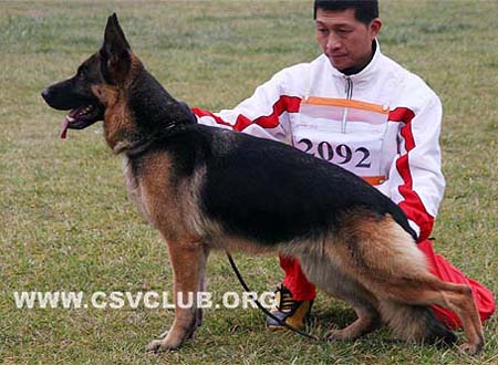 V3 2092 菲 Fee vom Badsee，母，2004-12-31，N-P4689，CSZ8001448，犬主：史国清(长风)