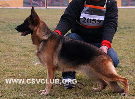 V4 2059 奈扎 Nenza von ZhongLiang，母，2005-05-25，CEN1493，CSZ15485，犬主：李剑(龙剑)