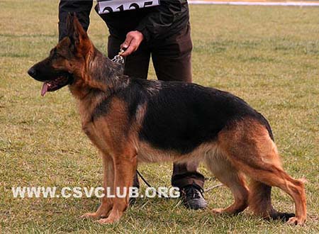 V5 2125 艾露 Ilu von LUCK，母，2006-12-01，CKS7742，CSZ79973，犬主：许亚伟