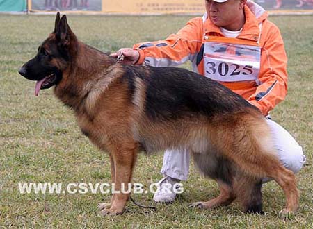 SG2 3025 赛门 Corbo von Dossel，公，2008-02-19，CAA7887，CSZ82002，犬主：王喜庆