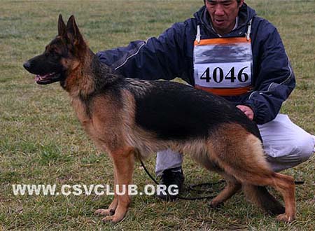 SG1 4046 拜可 Baike von HeDong，母，2008-04-09，CXR3459，CSZ80356，犬主：任运仓