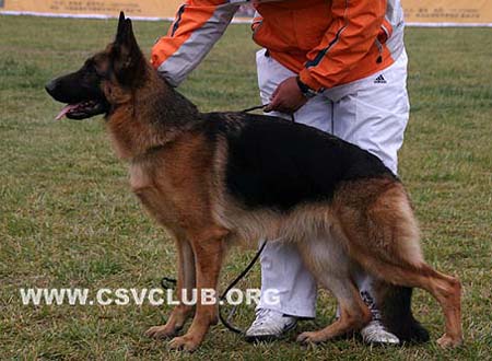 SG2 4008 凯丝琪 Kaiseeq von QunHeMing，母，2007-12-28，CLA6582，CSZ82682，犬主：郭阳