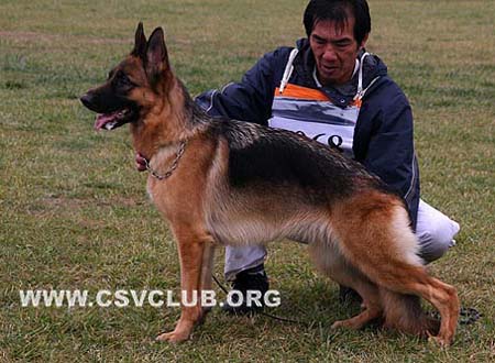 SG5 4068 安萨若 Ansara von HaiLin，母，2008-04-20，CLA3546，CSZ101795，犬主：魏宏