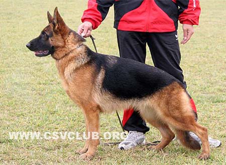 SG2 6014 妲霹娅 Dupia von HeNanJinDun，母，2008-09-08，CHZ5148，CSZ86587，犬主：底书信