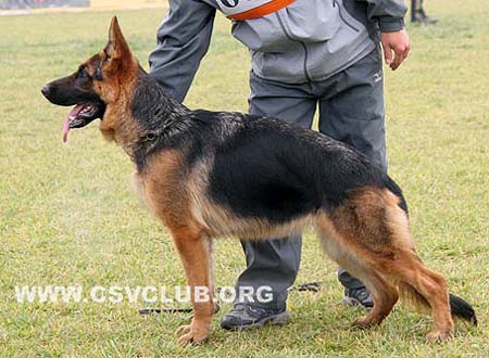 SG5 6064 弗拉若 Flavia von ZhiYin，母，2008-11-07，CPZ8283，CSZ87470，犬主：俞啟国