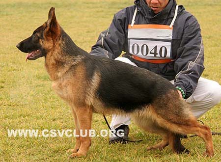 VV1 0040 弗蕾美娜 Flaminga von PanXinFeng，母，2009-03-23，CSZ94128，犬主：张金攀