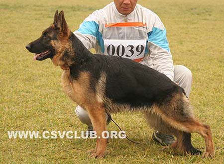 VV2 0039 弗露娜 Fluna von PanXinFeng，母，2009-03-23，CXW3498，CSZ94131，犬主：张金攀