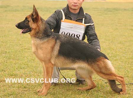 VV4 0008 伊卡娜 Elkena von ZhengYa，母，2009-03-28，CHW3899，CSZ97249，犬主：何振