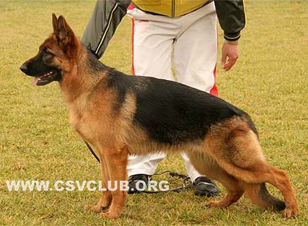 VV5 0005 库拉 Cula von LongChao，母，2009-04-02，CKO2625，CSZ105908，犬主：樊永利