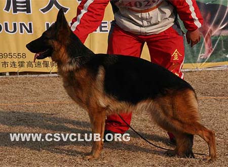 SG4 4029 菲斯迪妮 Feisidn von HaoEn，母，2007-12-28，CXN2877，CSZ64761，犬主：潘永忠
