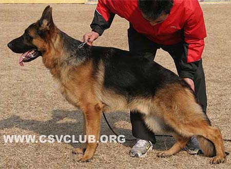 SG1 5004 皮帕 Pippo von Dossel，公，2008-11-06，CAZ9281，CSZ88636，犬主：韩彬