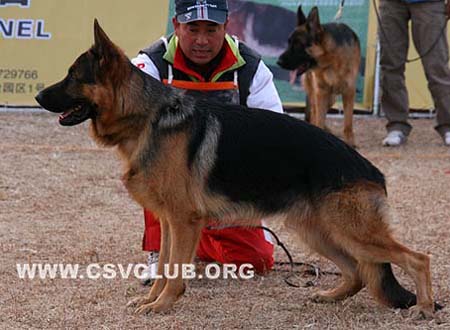 SG2 5014 威尔泊 Vurpo vom Hühnergrab，公，2008-08-28，H-H7135，CSZ8002193，犬主：王华凯