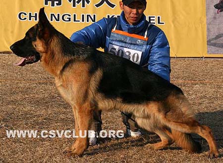 SG3 5030 根杜 Gendo von DeSaiLong，公，2008-11-01，CLZ9595，CSZ88426，犬主：郑锡春