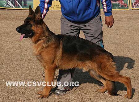 VV4 7018 Kalif vom Heinrichplatz，公，2009-02-05，A-A2831，CSZ8002197，犬主：许冬清