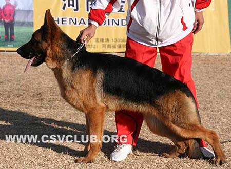VV1 9010 北格 Big von ShouGang，公，2009-04-18，CJW0487，CSZ104921，犬主：刘洪波