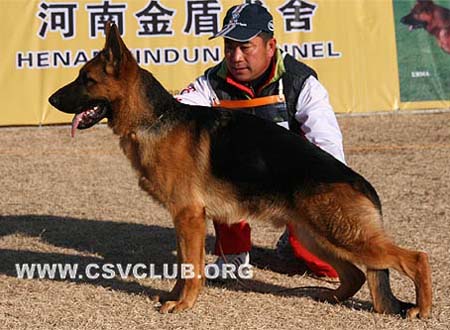 VV2 9007 赛鲁斯 Cyrus von BaiTuTeng，公，2009-03-27，CHQ0530，CSZ101743，犬主：李凤楼