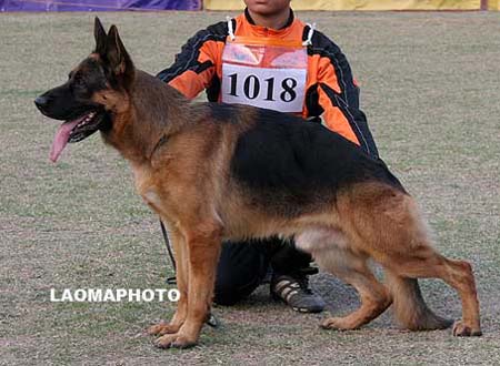 V1   1018   贝丽萨   Belisar von Aurelius，公，2006-05-15，R-C0415，CSZ8001834，犬主：唐柱林
