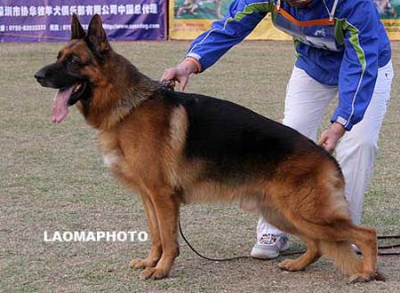 V2   1013   欧克   Erko of Fable Land，公， 2005-03-06，A05-070，CSZ8001738，犬主： 李经涛