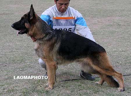 V3   1005 德叶苟   Djego vom Sunrise Kennel，公，2005-06-22，HB388，CSZ8000469，犬主：冯伟叶