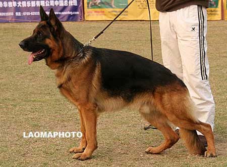 V4 1014 提姆   Timo V. Harbaja Hof，公，2007-03-04，528140000269130，CSZ8002227，犬主：李娟