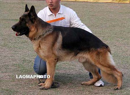 V5 1012 达贝司   Dabbes von ShuangFeng，公，2005-05-01，CJN1312，CSZ16381，犬主：李伯辉