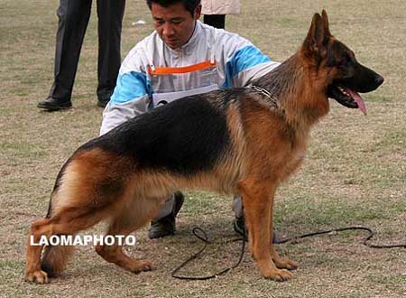 SG1   3009   达斯蔻   Dasko von Sunrise Kennel，公，2008-02-25，HB938，CSZ8001945，犬主：徐威