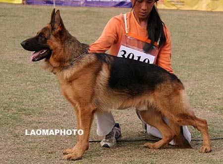 SG3   3010   富林特   Flind von Dossel，公，2008-05-24，CDZ0033，CSZ82020，犬主：尤永红
