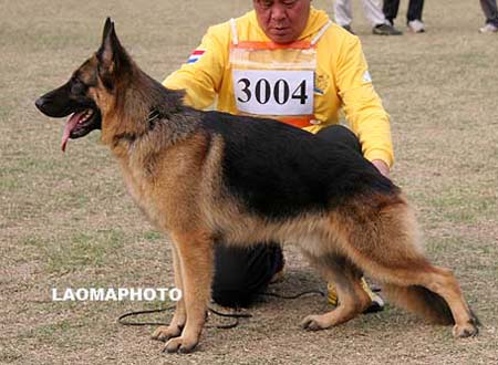 SG4   3004   红克斯   Honx von Ford，公，2008-04-03，CZF1884，CSZ84442，犬主：葛立君