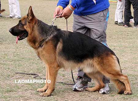 SG5   3005   瑞迪   Rendi  von WeiSheng，公，2008-03-27，CJN5596，CSZ65515，犬主：李伯辉