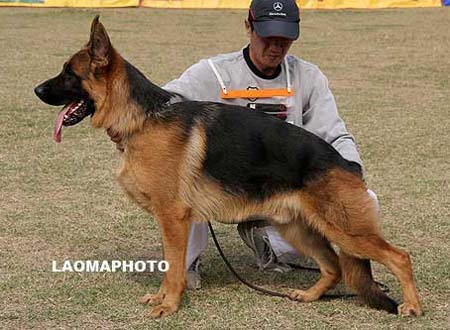 SG4   5004   哈波   Harpo von ZhengDe，公，2008-12-02，CXQ4193，CSZ105111，犬主：荆全平