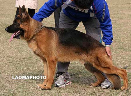 VV1   7010   卡利夫   Kalif vom Heinrichplatz，公，2009-02-05，A-A2831，CSZ8002197，犬主：许冬清