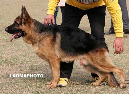 VV3   7004   约陈   Jochen von Ford，公，2009-02-06，CZW2828，CSZ92313，犬主：葛立君