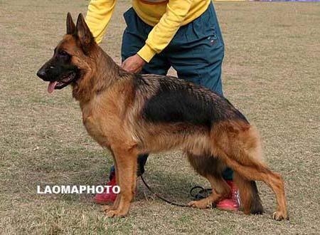 VV5  7007   克力斯   Cris von DaXing，公，2009-02-28，CGW7130，CSZW94278，犬主：孙小东(大兴)