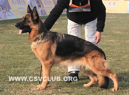 V4 2020 阿迪麦 Adime von DingTai，CSZ40248，犬主：李深义