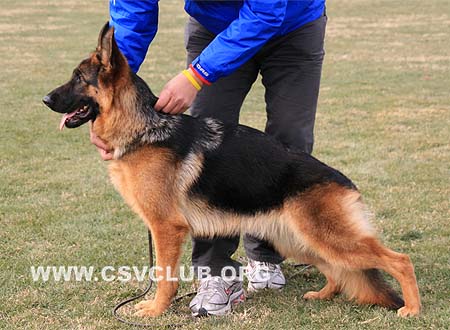 VV1 8008 克萨 Cursa von SongShi，CSZ92227，犬主：葛立君
