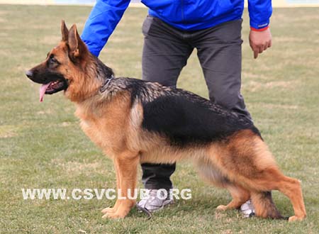 VV2 8021 达哥 Darga von AiNa，CSZ99032，犬主：刘义兰