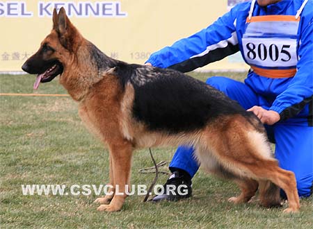 VV3 8005 瑟碧 Cirby von KaiDi，CSZ92930，犬主：高飞