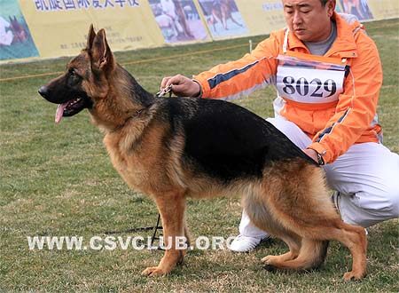 VV5 8029 柴歌 Chinger von BeiFangMingZhu，CSZ97029，犬主：王喜庆