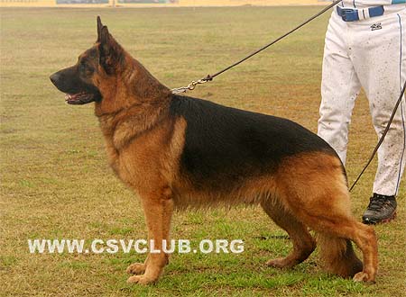V5 1010 希克 Rick vom Frankengold，公，2005-05-08，CSZ8001466 犬主：符伟其